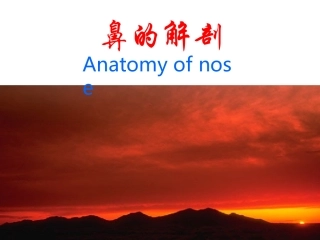 鼻的解剖和生理课件