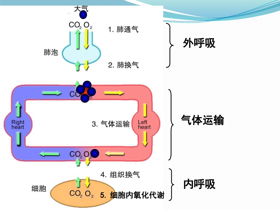 病理生理学实验缺氧陀螺_第3页