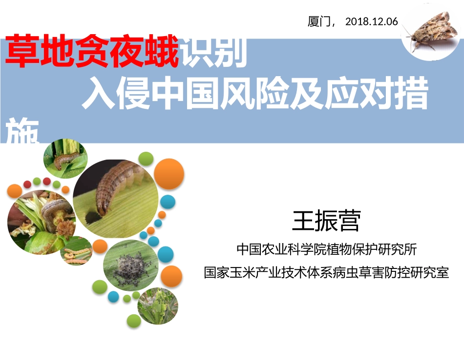 草地贪夜蛾识别和入侵我国的潜在风险和对策_第1页