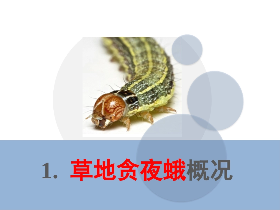 草地贪夜蛾识别和入侵我国的潜在风险和对策_第3页