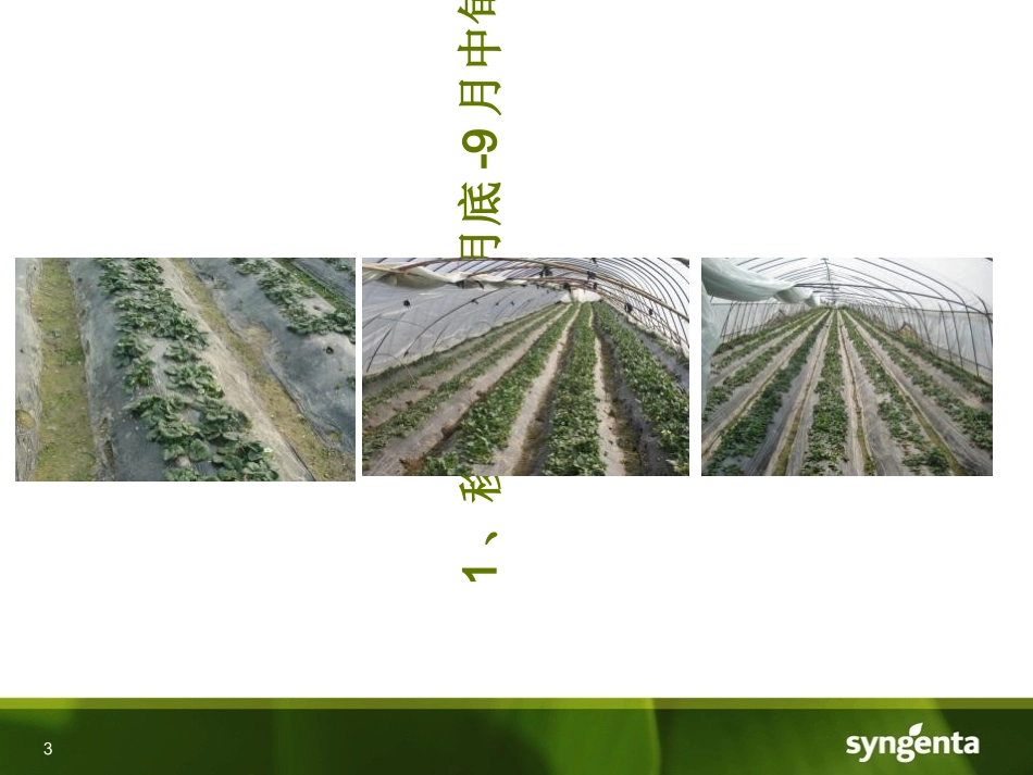 草莓用药方案_第3页