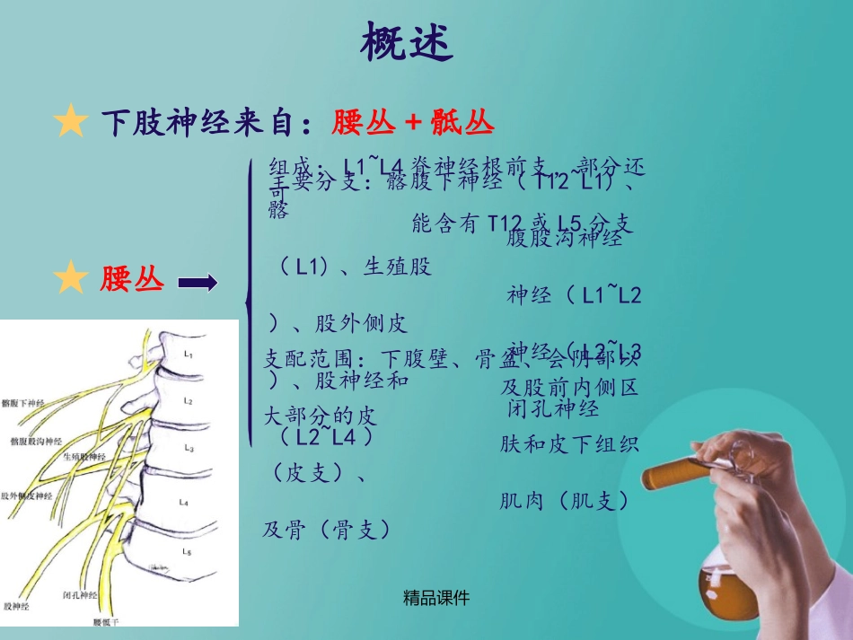 超声定位的下肢神经阻滞_第3页