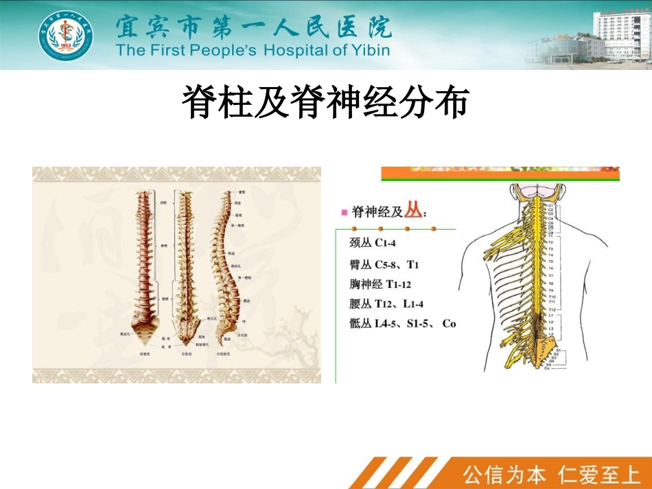 超声引导椎旁神经阻滞课件_第3页