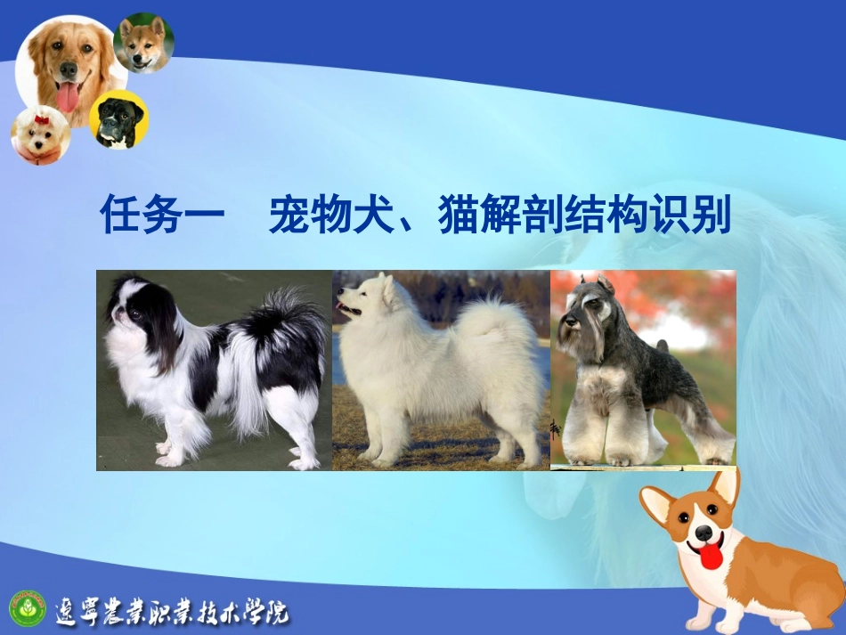 宠物美容基本技术教学培训课件_第3页