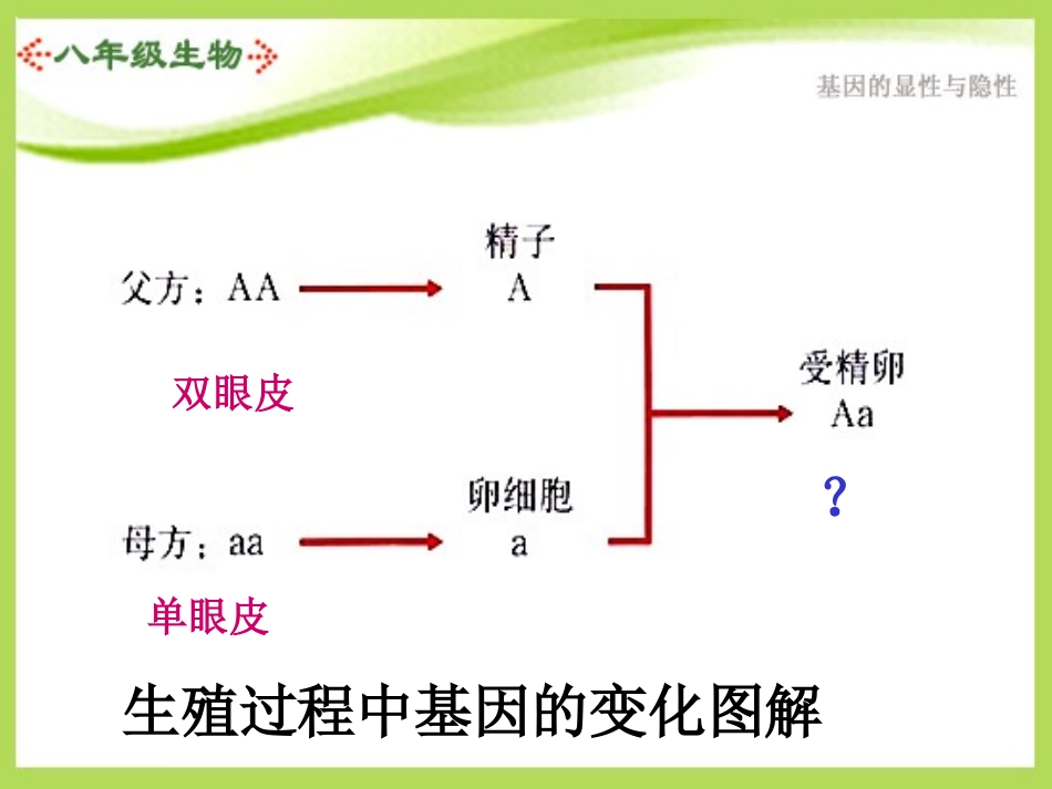 初中生物基因的显性和隐性课件_第2页