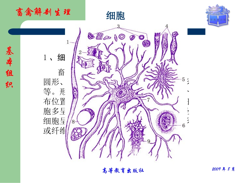 畜禽体的基本构造_第3页