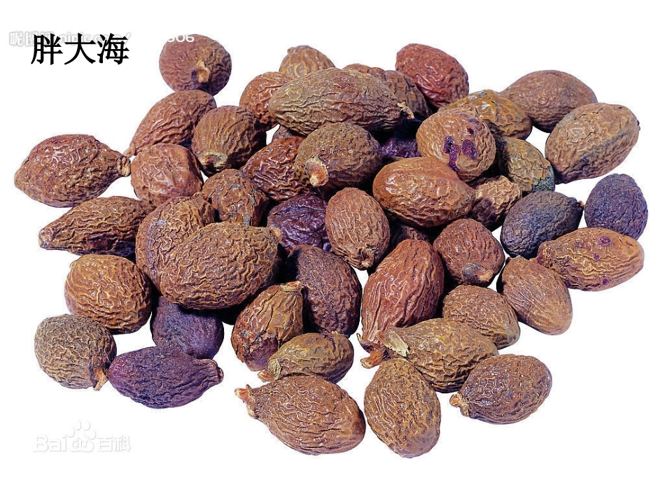 大班科学-神奇的中草药_第3页