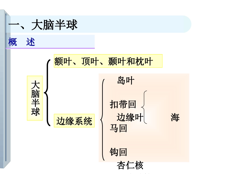 大脑半球的解剖_第2页