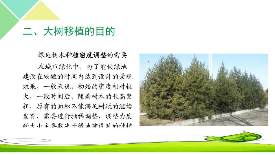 大树移植技术和后期养护_第3页