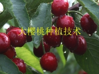 大樱桃种植技术概述