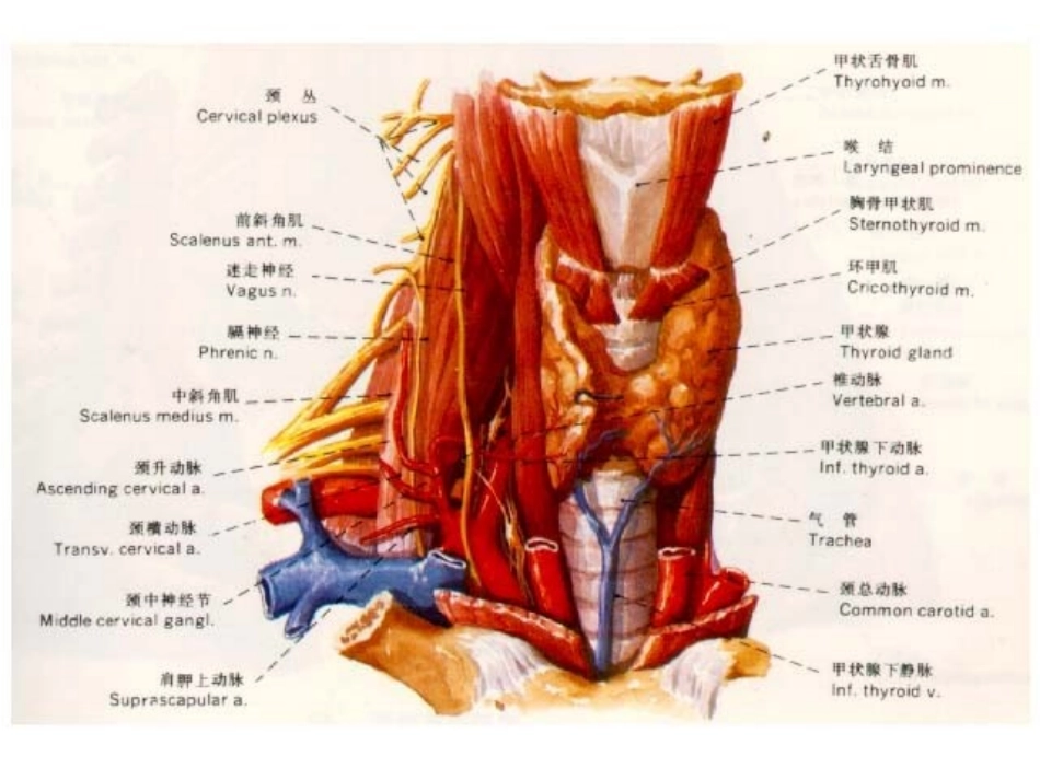 单纯性甲状腺肿_第2页