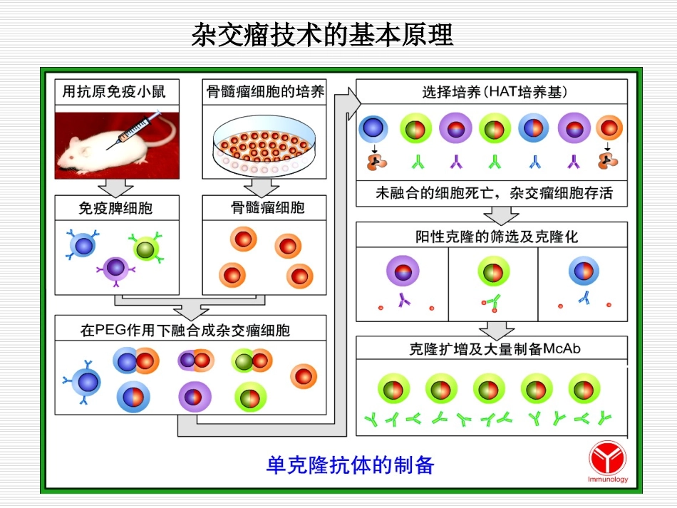 单克隆抗体制备技术_第2页