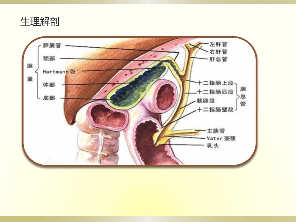 胆总管结石伴急性胆管炎医学_第3页