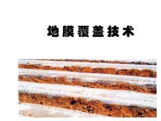 地膜覆盖技术