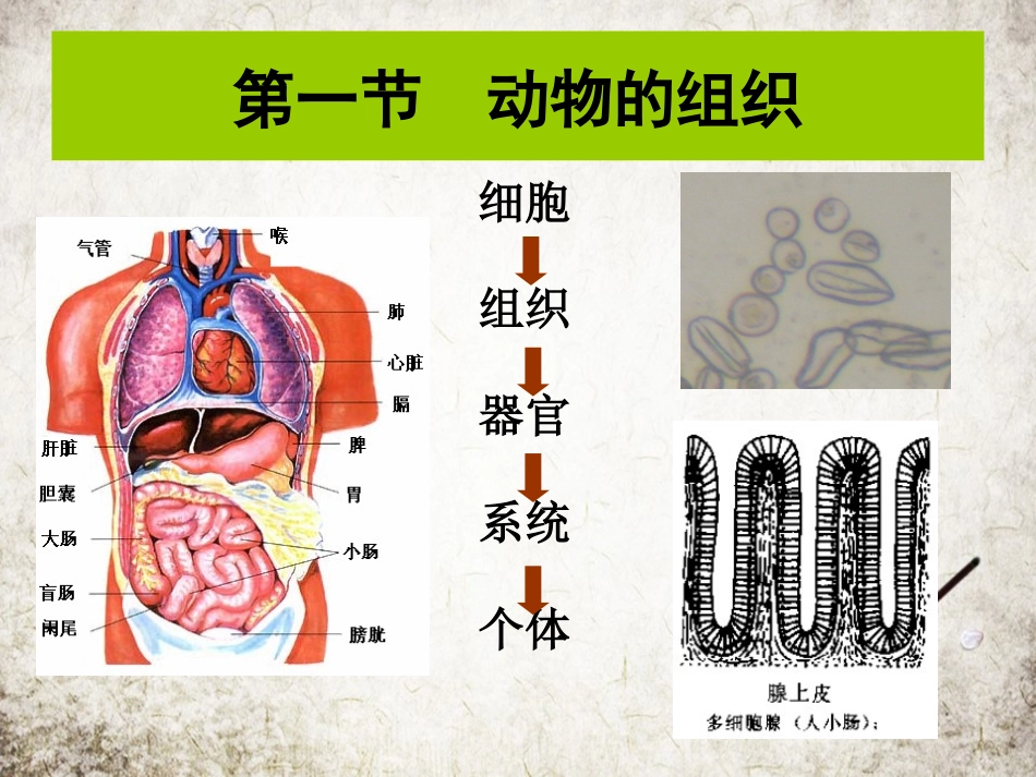 动物的组织器官和系统_第2页