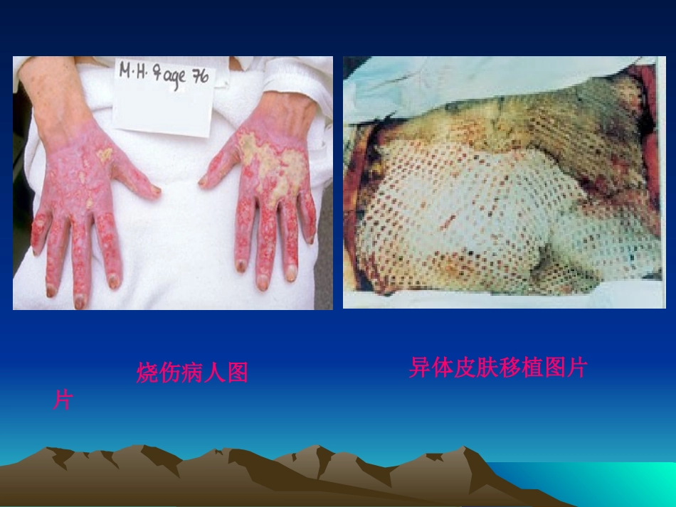 动物细胞培养和核移植技术课件_第3页