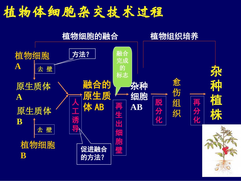 动物细胞融合和单克隆抗体专家讲座_第2页