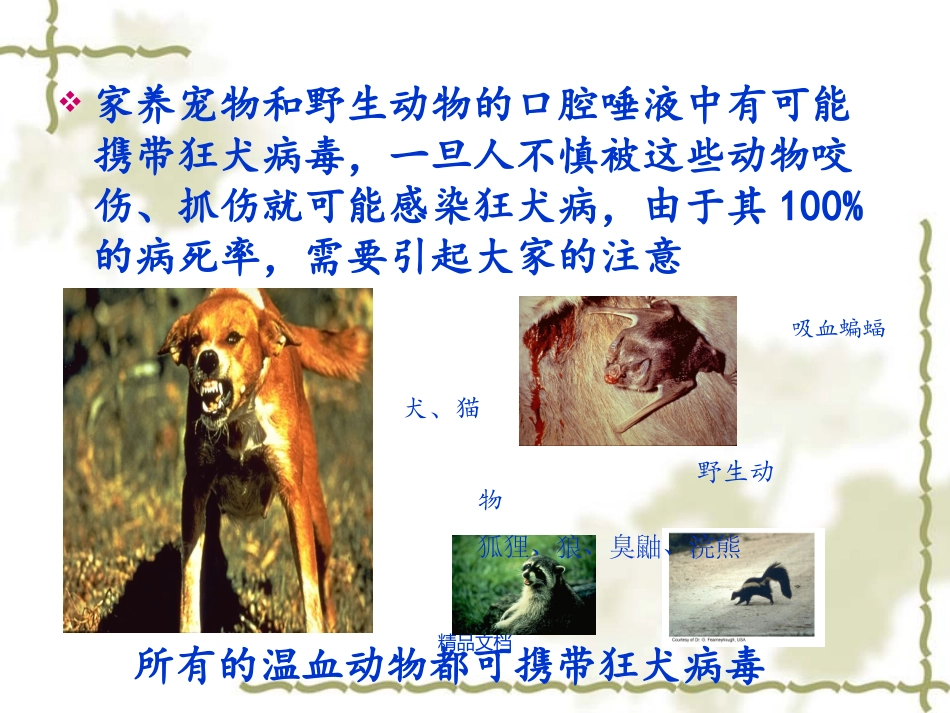 动物咬伤处置流程及疫苗注射注意事项_第2页