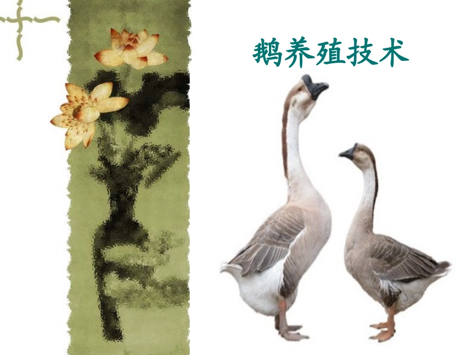 鹅的养殖技术_第1页