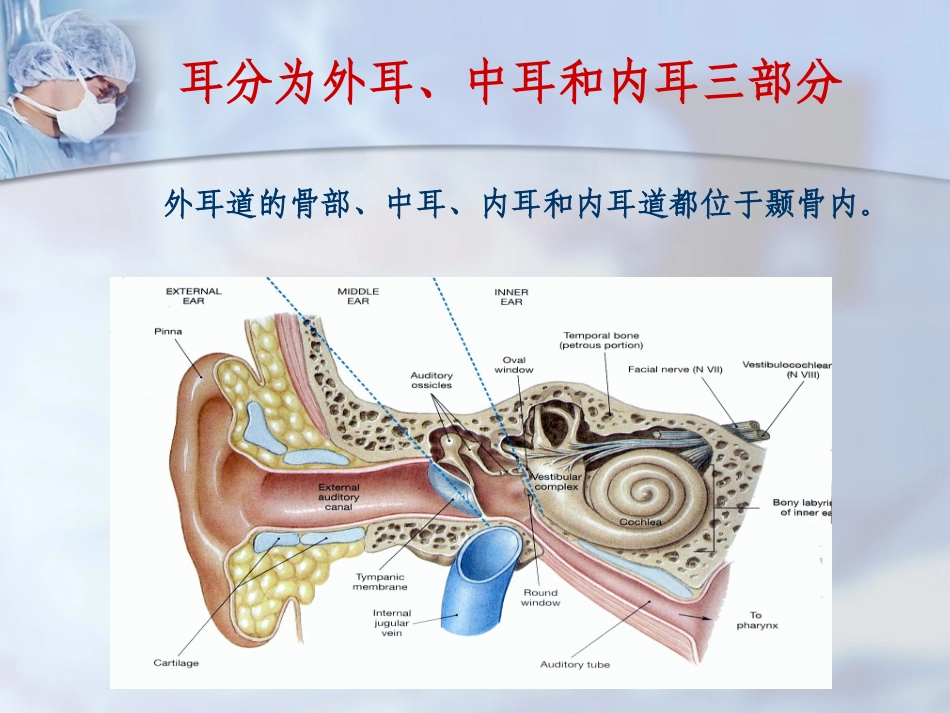 耳解剖及听觉生理_第2页