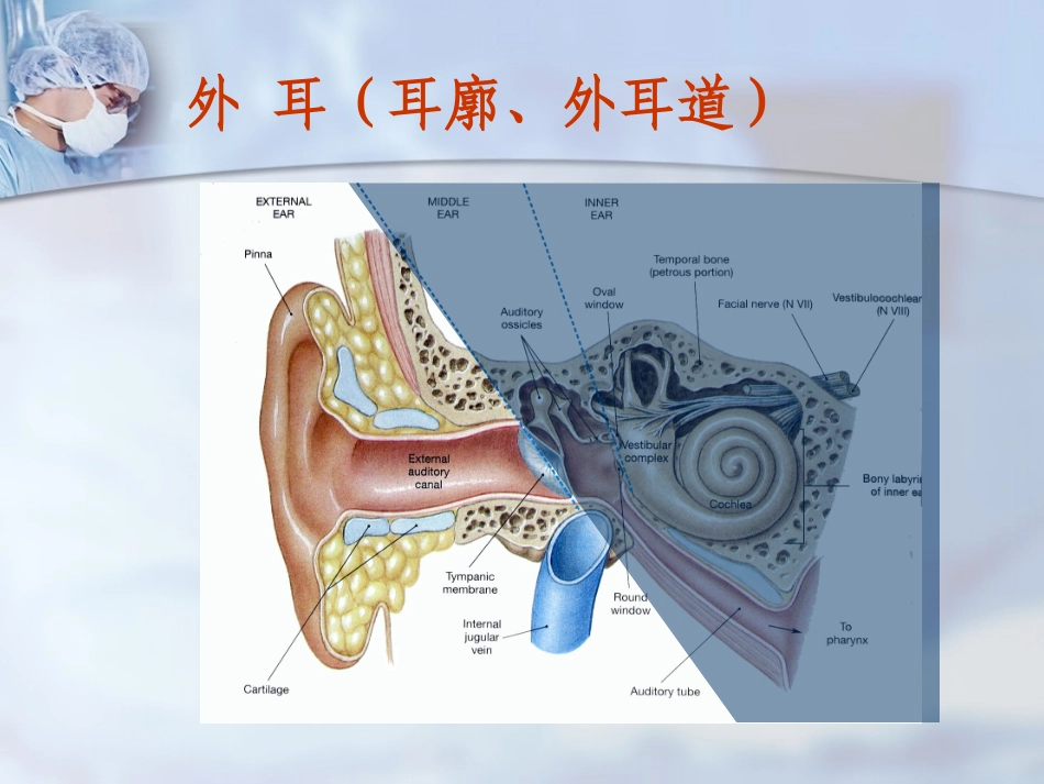 耳解剖及听觉生理_第3页