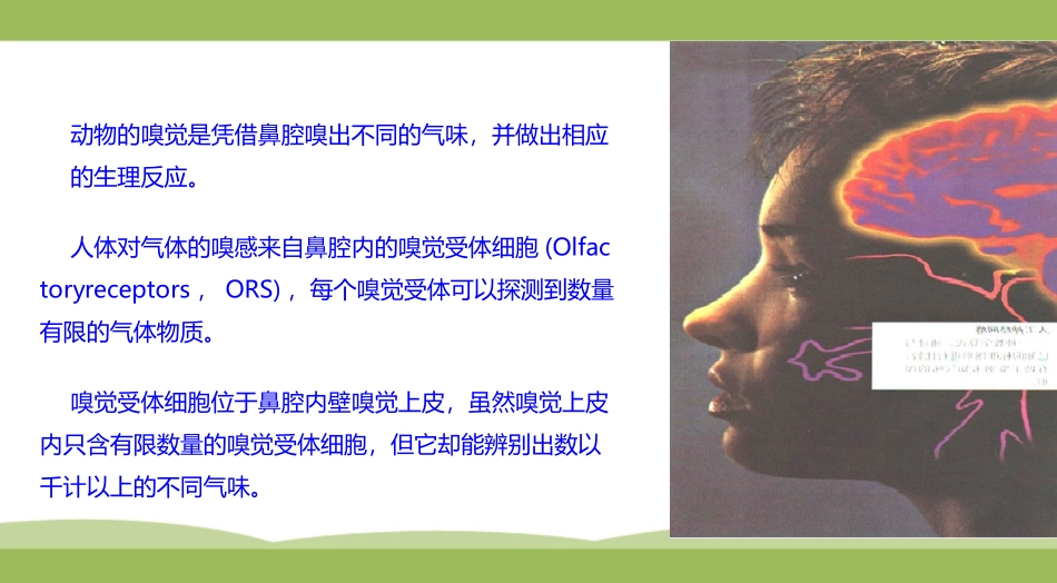 仿生嗅觉原理_第2页