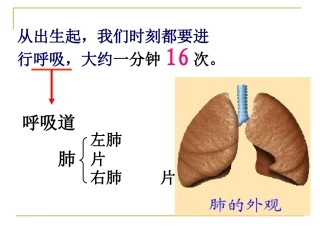 肺的气体交换