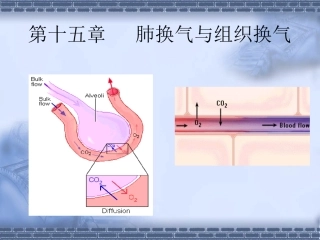 肺换气及组织换气