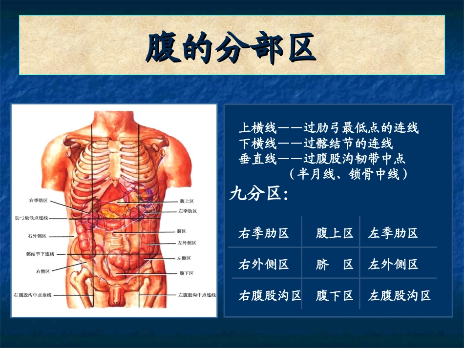 腹部的局部解剖_第2页