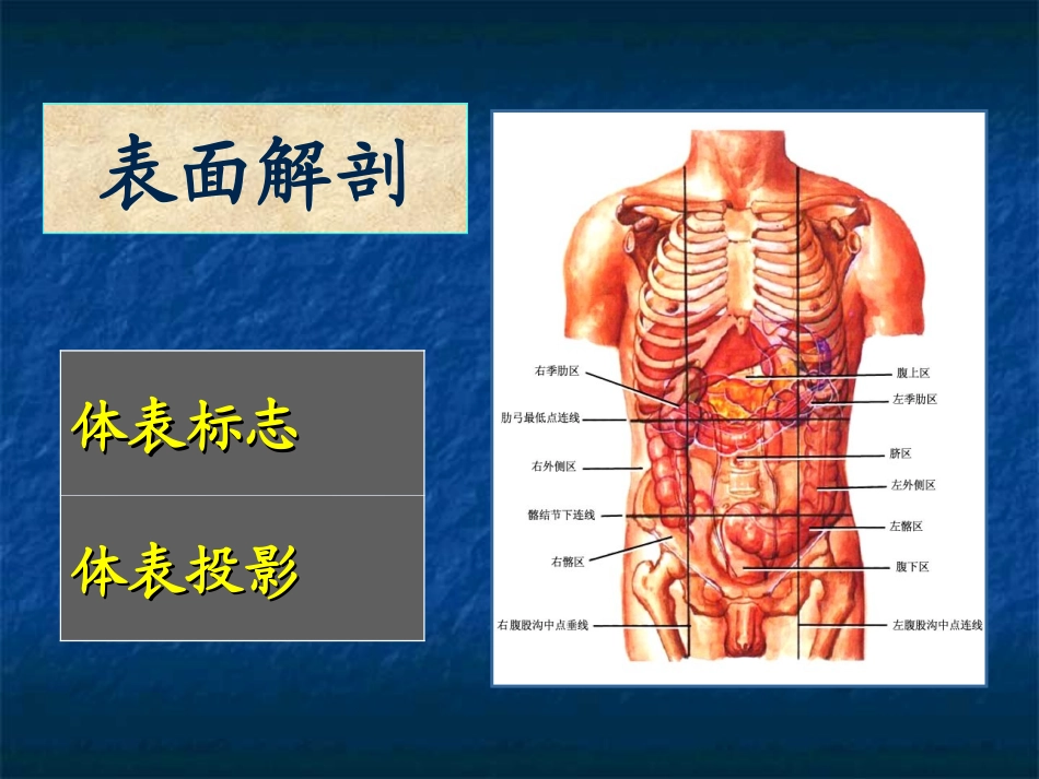 腹部的局部解剖_第3页