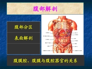 腹部的局部解剖