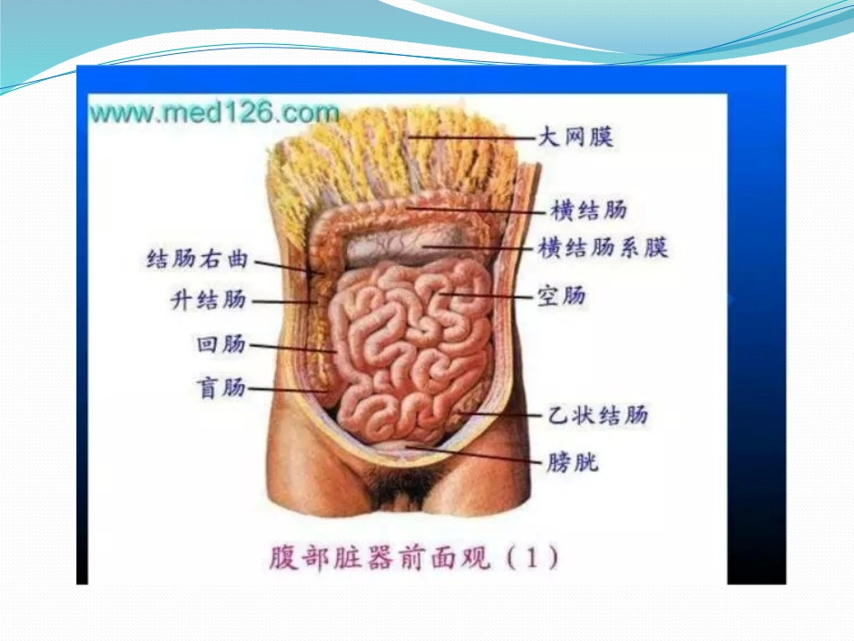 腹部正常解剖_第2页