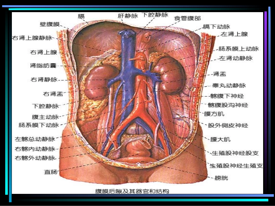 腹主动脉瘤课件_第3页