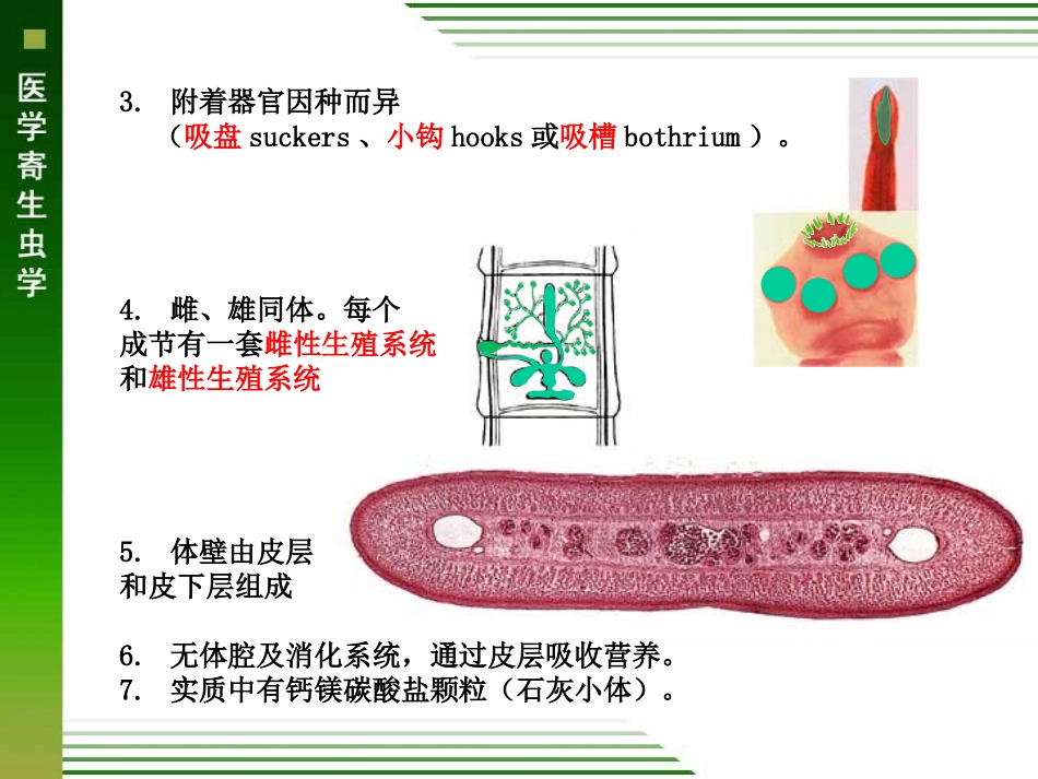 概论猪带绦虫和牛带绦虫_第3页