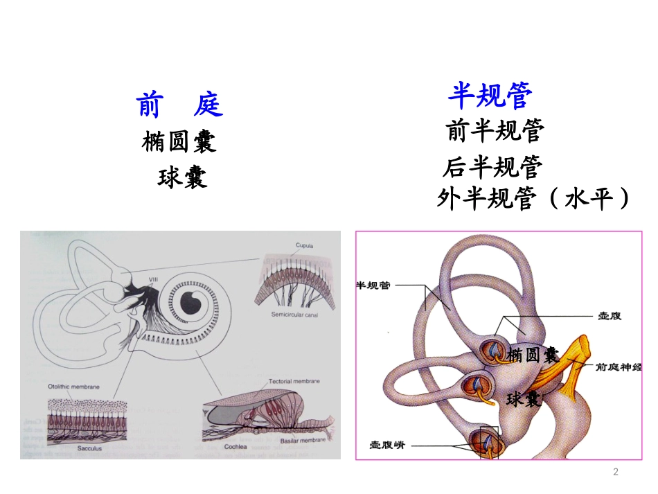 感觉器官前庭感官_第2页