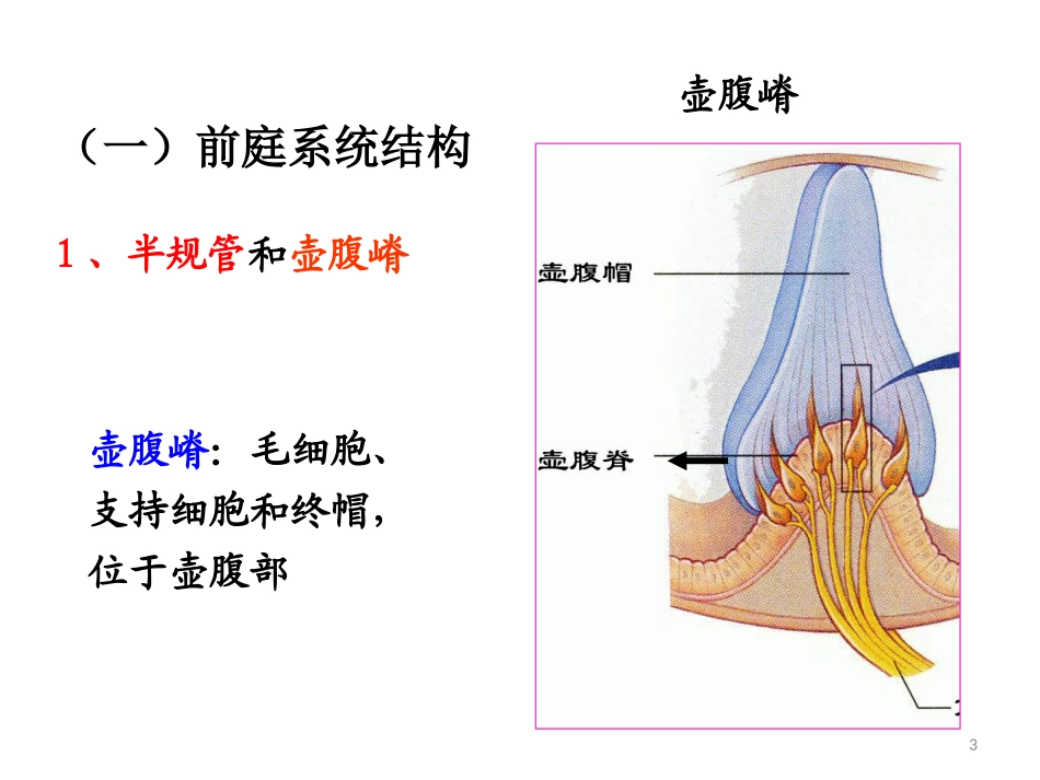 感觉器官前庭感官_第3页