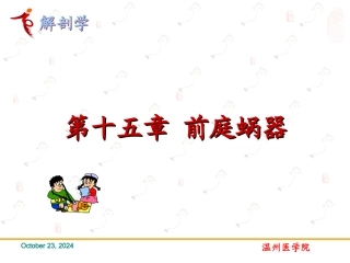 感觉前庭蜗器系统解剖学课件