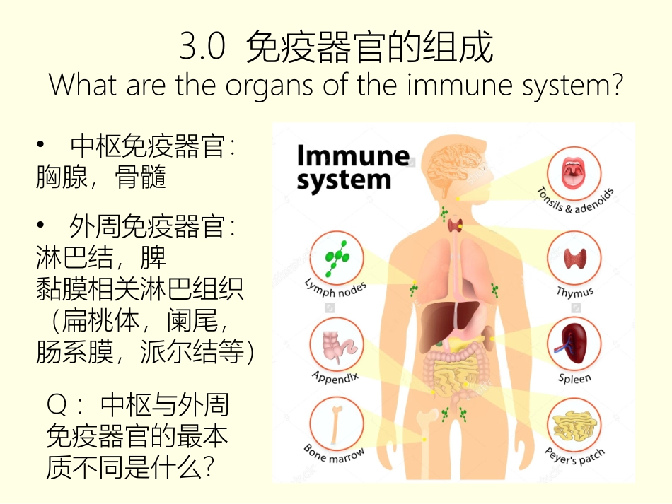 感染和免疫免疫器官免疫细胞_第3页