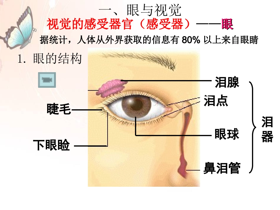 感受器和感觉器官一_第3页