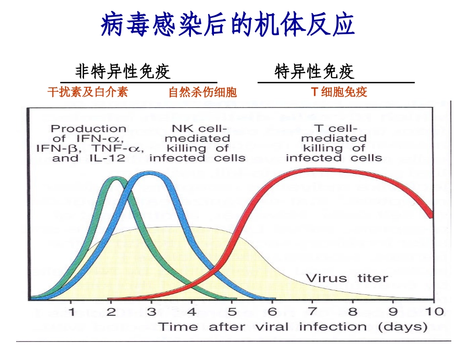干扰素的作用_第2页