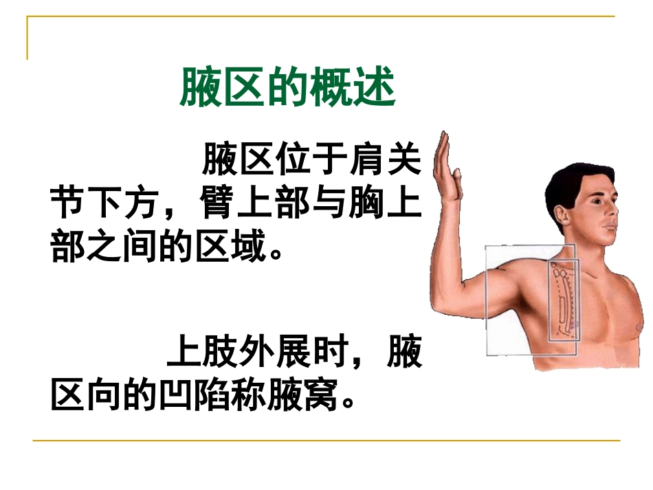 高级局部解剖腋窝_第3页