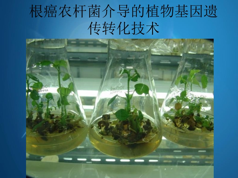 根癌农杆菌介导植物基因遗传转化技术_第1页