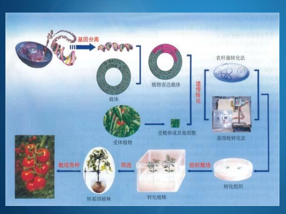根癌农杆菌介导植物基因遗传转化技术_第2页