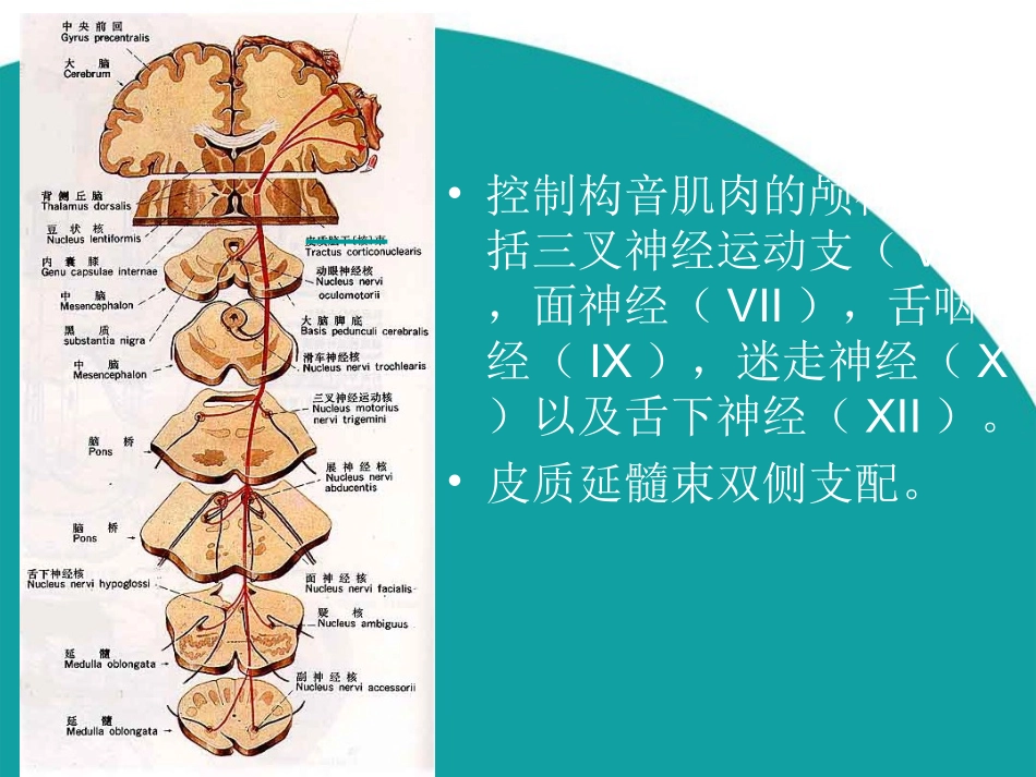 构音障碍评定_第3页