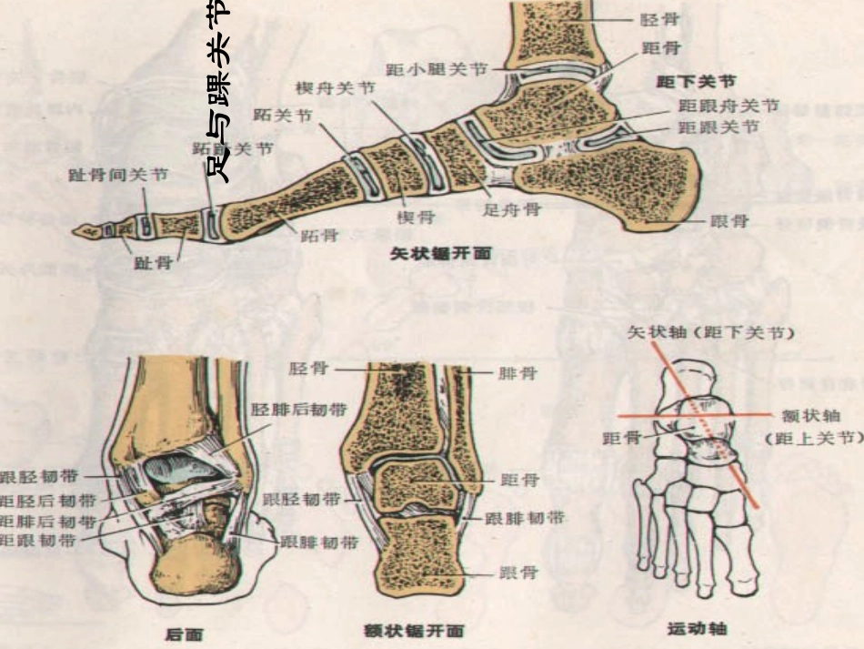 骨科个案踝关节骨折病人的护理医大课件_第3页