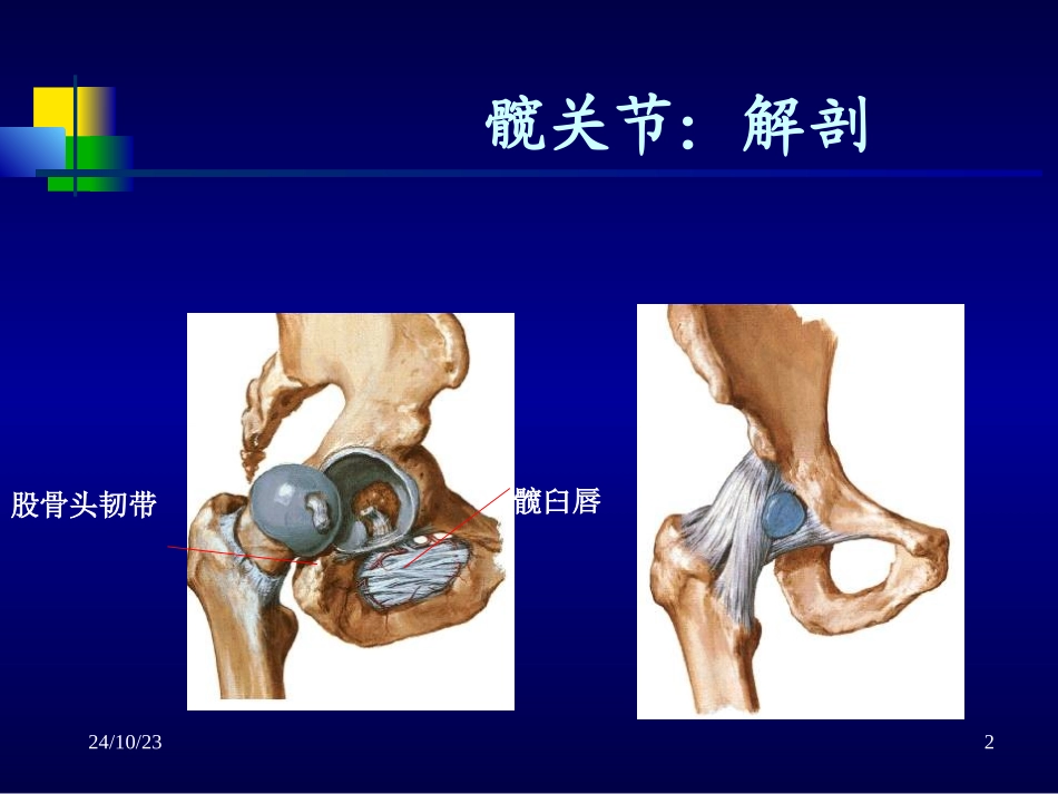 关节松动技术下肢_第2页