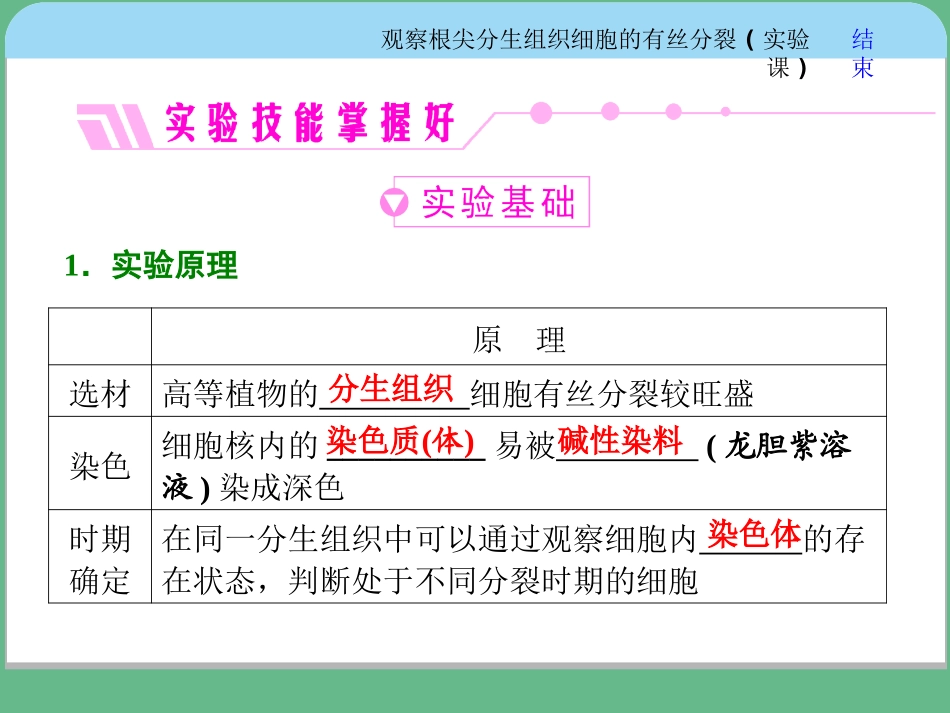 观察根尖分生组织细胞的有丝分裂实验课_第2页