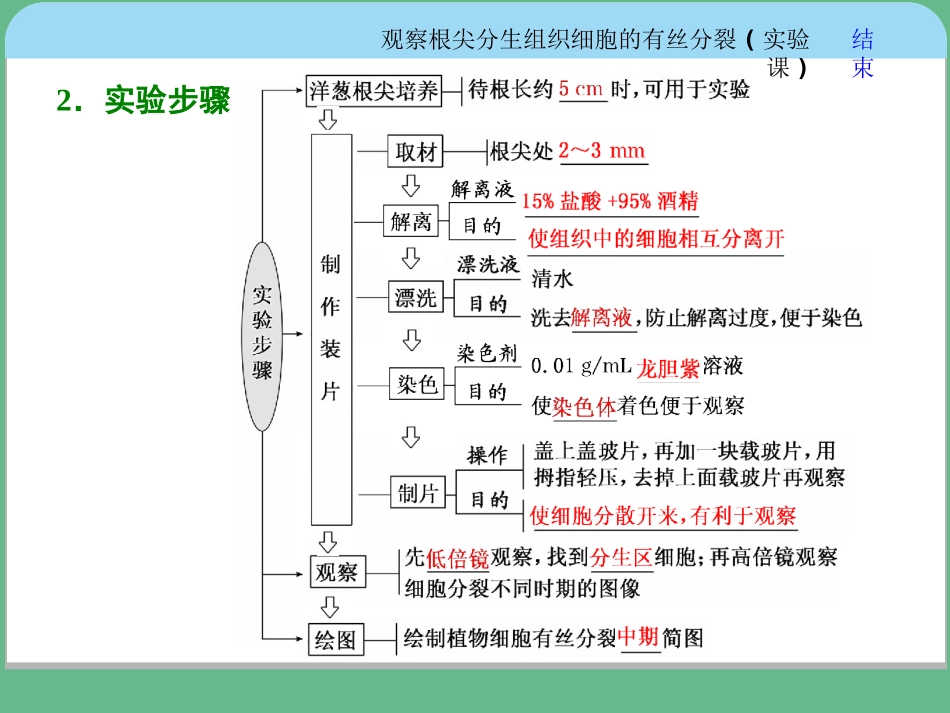 观察根尖分生组织细胞的有丝分裂实验课_第3页