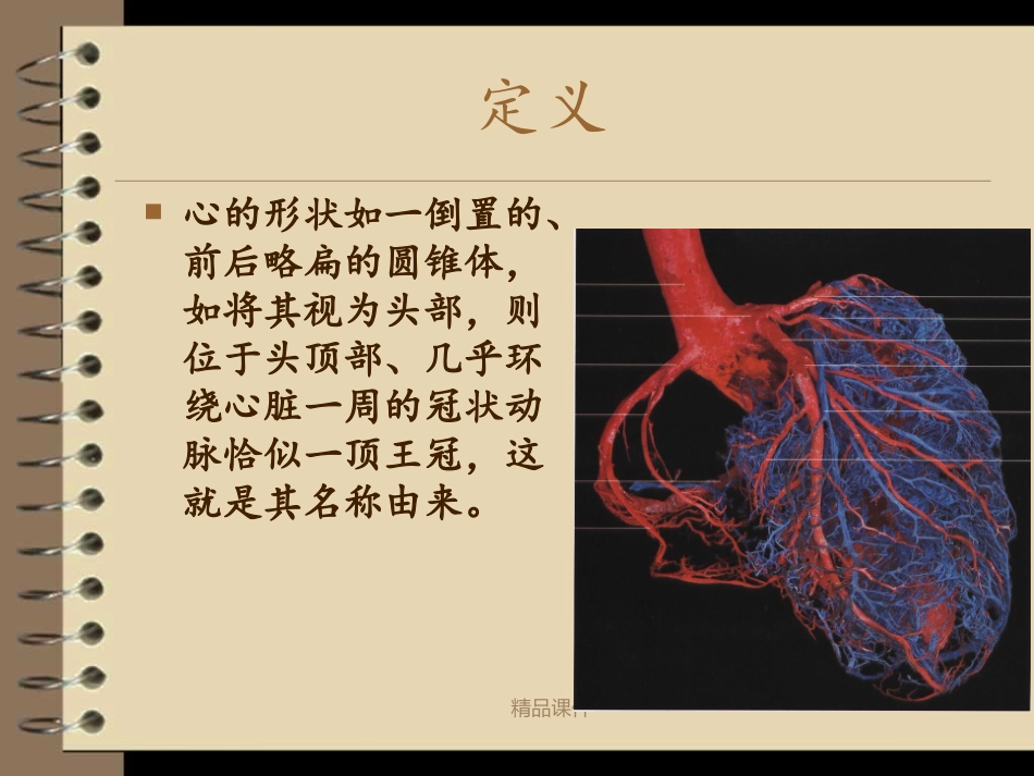 冠状动脉的解剖_第3页