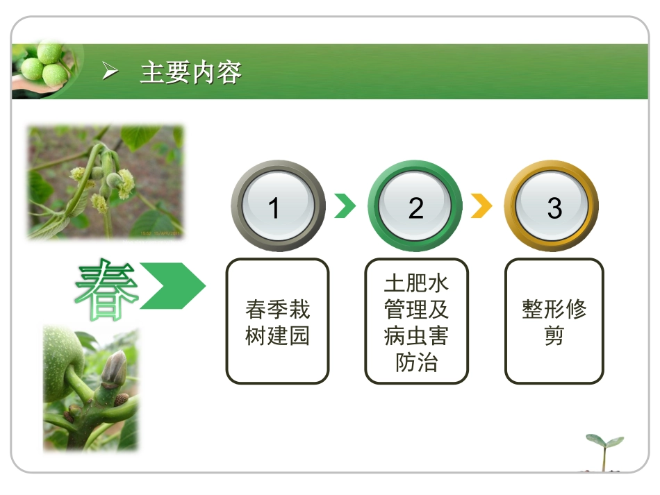 核桃种植技术培训精品_第3页